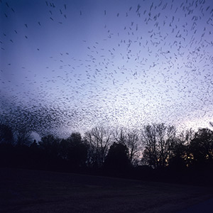 Blackbirds, Mississippi, photograph by Kathleen Robbins © 2007. See more at the Jennifer Schwartz Gallery. Blackbirds, Mississippi, photograph by Kathleen Robbins © 2007. See more at the Jennifer Schwartz Gallery.