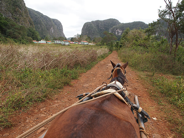 Charles D. Thompson, Jr., Viñales valley horse cart heading back to town, Viñales, Cuba, 2011. Charles D. Thompson, Jr., Viñales valley horse cart heading back to town, Viñales, Cuba, 2011.