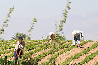 Mary E. Frederickson, Workers chopping cotton outside Margilan, Uzbekistan, June 2006. Uzbekistan is the world's third largest exporter of cotton. Uzbek students leave school for two months of mandatory work picking cotton during the fall harvest. Serious environmental human rights violations, including the use of child labor, led to a boycott of Uzbek cotton by some European nations beginning in 2009.