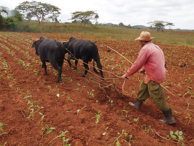 Charles D. Thompson, Jr., Farmer cultivates young tobacco in a field, near Viñales, Pinar del Rio, Cuba, 2011. Charles D. Thompson, Jr., Farmer cultivates young tobacco in a field, near Viñales, Pinar del Rio, Cuba, 2011.