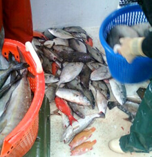 P. J. Stoops, Sorting the "trash," Houston, Texas, 2010. P. J. Stoops, Sorting the "trash," Houston, Texas, 2010.