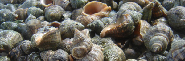 P. J. Stoops, Oyster drills, Houston, Texas, 2010. P. J. Stoops, Oyster drills, Houston, Texas, 2010.