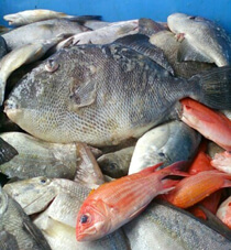P. J. Stoops, Triggers, Squirrelfish, Rosebuds, Almacocs, and Porgies, Houston, Texas, 2010. P. J. Stoops, Triggers, Squirrelfish, Rosebuds, Almacocs, and Porgies, Houston, Texas, 2010.