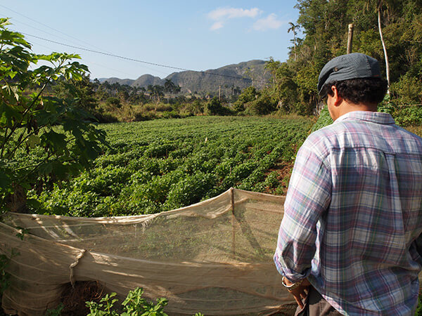 Charles D. Thompson, Jr., Humberto Ríos Labrada looks over a farm research plot. Pinar del Rio, Cuba, December 2010. Charles D. Thompson, Jr., Humberto Ríos Labrada looks over a farm research plot. Pinar del Rio, Cuba, December 2010.
