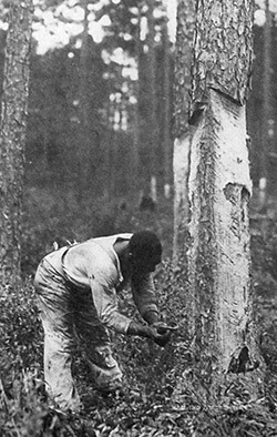 African American laborer chipping trees, outside Lockhart, Alabama. Forest History Society archive. African American laborer chipping trees, outside Lockhart, Alabama. Forest History Society archive.