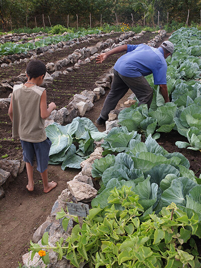 Charles D. Thompson, Jr., Pedro Rodriguez Pérez harvests cabbage as his grandson looks on. Trinidad, Cuba, 2010. Charles D. Thompson, Jr., Pedro Rodriguez Pérez harvests cabbage as his grandson looks on. Trinidad, Cuba, 2010.