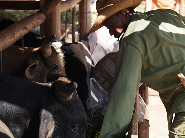 Charles D. Thompson, Jr., Vívero Alamar, a cooperative farmer, feeds the oxen after a morning's work. Trinidad?, Cuba, December 2010. Charles D. Thompson, Jr., Vívero Alamar, a cooperative farmer, feeds the oxen after a morning's work. Trinidad?, Cuba, December 2010.