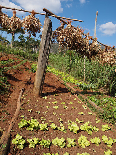 Charles D. Thompson, Jr., A small vegetable patch in Pinar del Rio, Cuba, January 2011. Charles D. Thompson, Jr., A small vegetable patch in Pinar del Rio, Cuba, January 2011.