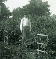 Arthur Keller, Man standing among tomato plants, early 20th century, Mountain Home, Baxter County, Arkansas, Keller-Butcher Collection, University of Central Arkansas Archives.