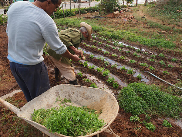 Charles D. Thompson, Jr., Farmers near Trinidad planting watercress for later sale in town. Trinidad, Cuba, December 2010. Charles D. Thompson, Jr., Farmers near Trinidad planting watercress for later sale in town. Trinidad, Cuba, December 2010.