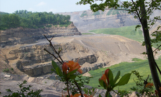 Denny Tyler, Native plants manage to survive on the fringes of the Edwight Mountaintop Removal site, Raleigh County, West Virgina, 2008. Denny Tyler, Native plants manage to survive on the fringes of the Edwight Mountaintop Removal site, Raleigh County, West Virgina, 2008.