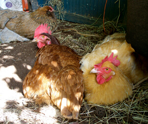 Allison O. Adams, Lucy (Rhode Island red) and Ethel (Buff Orpington) enjoy a bath of dust and sunshine in Adams’s backyard, Decatur, Georgia, November 2009. Allison O. Adams, Lucy (Rhode Island red) and Ethel (Buff Orpington) enjoy a bath of dust and sunshine in Adams’s backyard, Decatur, Georgia, November 2009.