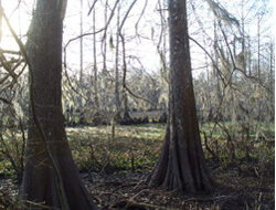 Fosse Pointe Cypress Swamp, Lake Fosse Pointe State Park, Louisiana, 2009. Fosse Pointe Cypress Swamp, Lake Fosse Pointe State Park, Louisiana, 2009.