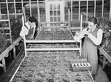 Arthur Rothstein, students in the greenhouse, Tuskegee Institute, Alabama, 1942. Library of Congress, Prints and Photographs Division, FSA-OWI Collection, LC-USW3- 000185-D. Arthur Rothstein, students in the greenhouse, Tuskegee Institute, Alabama, 1942. Library of Congress, Prints and Photographs Division, FSA-OWI Collection, LC-USW3- 000185-D.