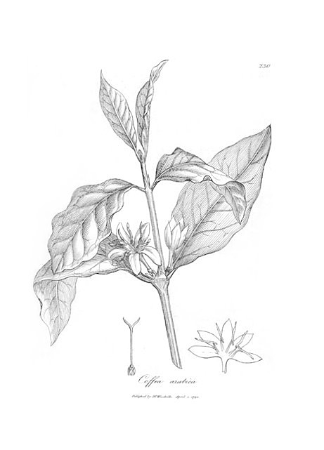 Botanical illustration of coffea arabica, 1794. Courtesy of Wikimedia Commons. Image is in public domain. Botanical illustration of coffea arabica, 1794. Courtesy of Wikimedia Commons. Image is in public domain.