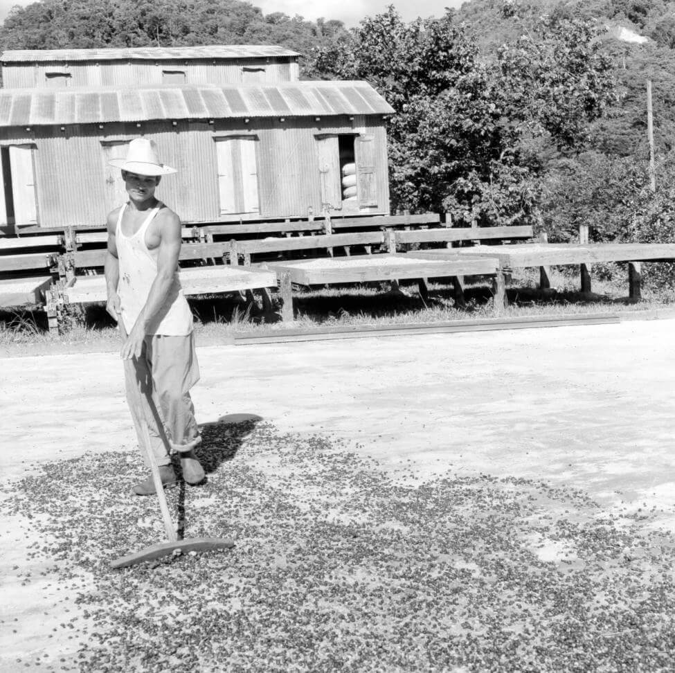 Puerto Rico, man raking coffee beans on plantation in Utuado, between 1934 and 1969. Photograph by Clarence Woodrow Sorensen and Eugene V. Harris. Courtesy of the American Geographical Society Library, University of Wisconsin-Milwaukee Libraries. Puerto Rico, man raking coffee beans on plantation in Utuado, between 1934 and 1969. Photograph by Clarence Woodrow Sorensen and Eugene V. Harris. Courtesy of the American Geographical Society Library, University of Wisconsin-Milwaukee Libraries.
