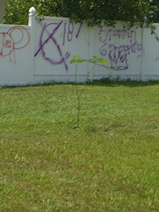 Graffiti, Buenaventura Lakes, Florida, 2010. Photograph by Simone Delerme.