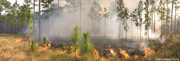 A manageable fire in a regularly burned longleaf area, Blackwater River State Forest, Milton, Florida. Photograph by Beth Maynor Young. Reproduced by permission of the University of North Carolina Press.