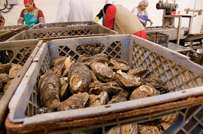 Frank McCains, Oyster shuckers, Houma, Louisiana, 2008.