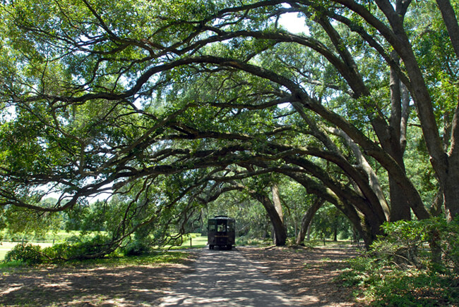 Kate Medley, Charleston tea plantation tour, Wadmalaw Island, South Carolina, 2009.