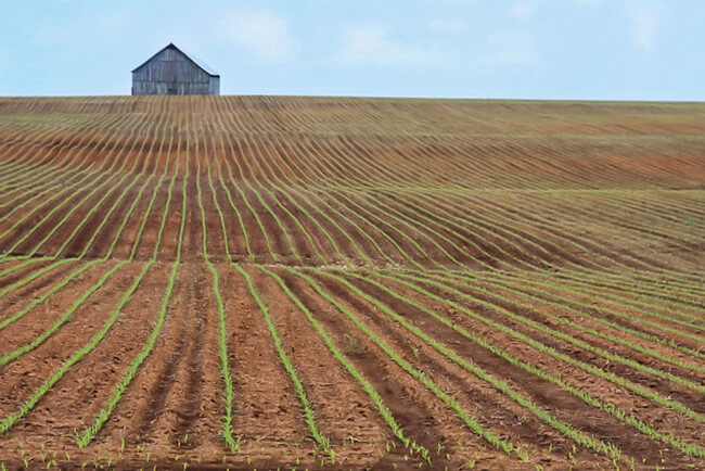 Tabitha Smith-Elliott, Rows of life, Smiths Grove, Kentucky, 2007. Tabitha Smith-Elliott, Rows of life, Smiths Grove, Kentucky, 2007.