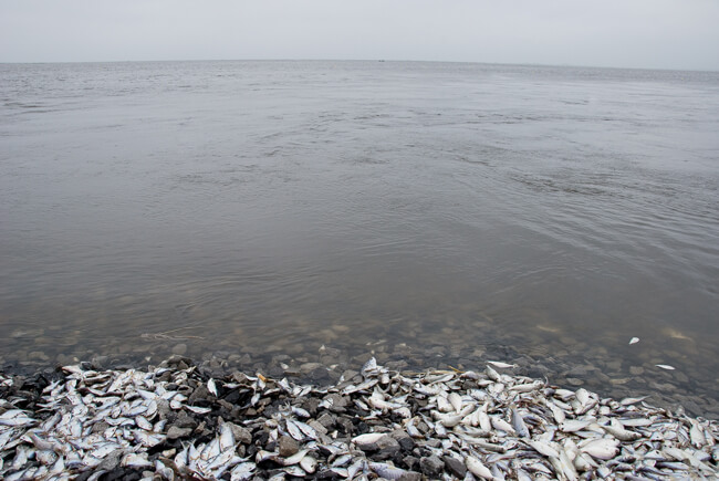 Stacy Kranitz, Fish, Isle de Jean Charles, Louisiana, 2010. Stacy Kranitz, Fish, Isle de Jean Charles, Louisiana, 2010.