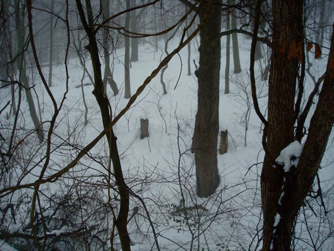 Tom Davenport, In the woods near home, Delaplane, Virginia, 2010.
