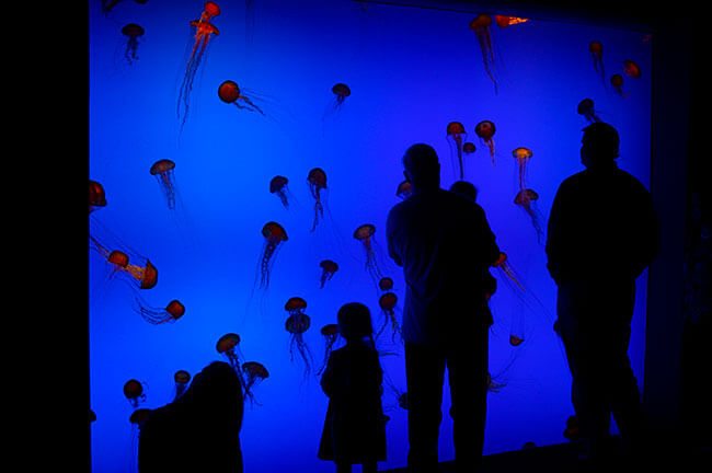 Shamus Warren, Jellyfish at the Georgia Aquarium, Atlanta, Georgia, 2007.