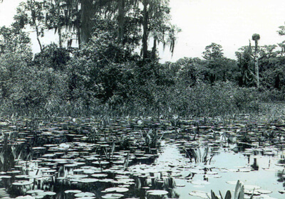 Francis Harper, Cypress head and water lilies on Chase Prairie, Okefenokee Swamp, May 1912.