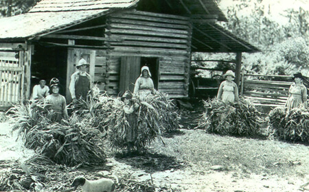 Francis Harper, The Chesser family putting fodder out to dry, Chesser’s Island, Okefenokee Swamp, 1922.