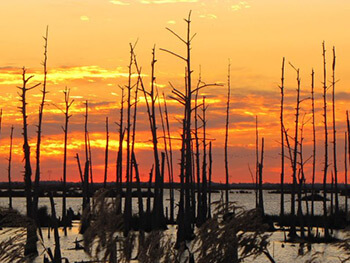 Saltwater Intrusion, Chauvin, Louisiana, 2013. Photograph by Kurt Lirette. Courtesy of photographer.