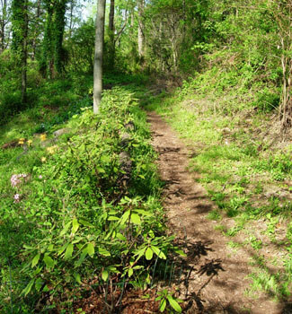 Young hedge of Rhododendron 'Maxecat,' piedmont azaleas to the left of the hedge. Birmingham, Alabama, April 8, 2008. Photograph by Jon Smith. Young hedge of Rhododendron 'Maxecat,' piedmont azaleas to the left of the hedge. Birmingham, Alabama, April 8, 2008. Photograph by Jon Smith.