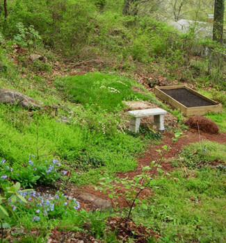 Start of the raised vegetable bed, with Virginia bluebells lining the path, Carolina silverbell and wildflower patch with Trillium cuneatum in foreground, Alabama snow-wreath left of the bench, and Rhododendron 'Maxecat' at bottom left corner. Birmingham, Alabama, March 30, 2008. Photograph by Jon Smith. Start of the raised vegetable bed, with Virginia bluebells lining the path, Carolina silverbell and wildflower patch with Trillium cuneatum in foreground, Alabama snow-wreath left of the bench, and Rhododendron 'Maxecat' at bottom left corner. Birmingham, Alabama, March 30, 2008. Photograph by Jon Smith.