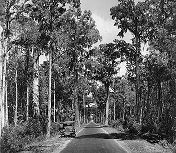 Dixie Highway in the Tampa Bay region. Photograph by the Burgert Brothers, 1925. Courtesy of Burgert Brothers Collection of Tampa Photographs and the University of South Florida Tampa Library, Florida Studies Center Gallery, Image 167. Dixie Highway in the Tampa Bay region. Photograph by the Burgert Brothers, 1925. Courtesy of Burgert Brothers Collection of Tampa Photographs and the University of South Florida Tampa Library, Florida Studies Center Gallery, Image 167.