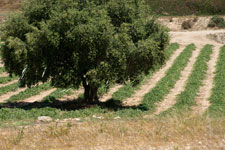John Howard, Field, Palomares, Spain, April 2011. John Howard, Field, Palomares, Spain, April 2011.