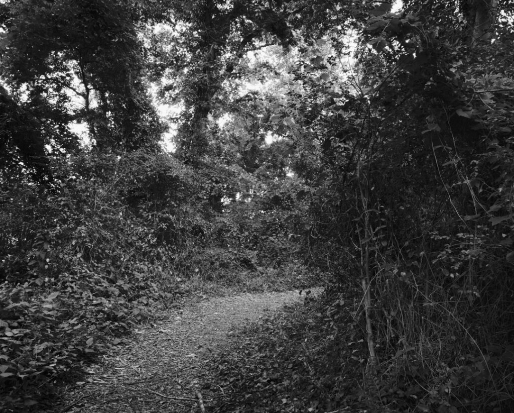 A nature trail bends from the right to the left of the frame surrounded by overgrown trees and bushes.