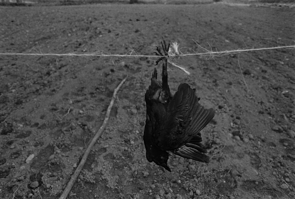 Dead crow tied to a string as a scarecrow.